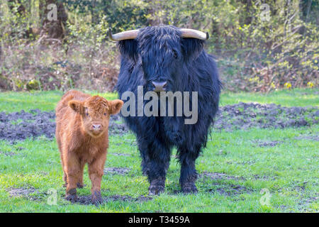 Schwarze Mutter Kuh und Kalb braun schottischen higlander stehen zusammen in der Wiese Stockfoto