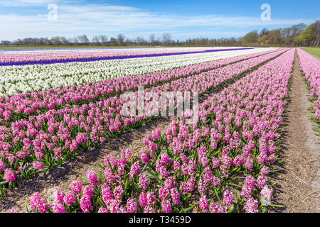 Landschaft mit Zeilen der Blüte rosa und Weiße Hyazinthen Blumen in Holland Stockfoto