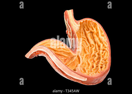 Die Innenseite des menschlichen Magens Modell auf schwarzem Hintergrund Stockfoto