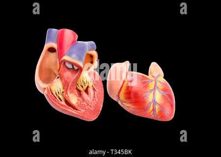 Menschliche Herz des Modells mit der Innenseite auf schwarzem Hintergrund öffnen Stockfoto