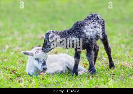 Zwei Neugeborene Lämmer Schwarz und Weiß zusammen in grünen Weide im Frühling Saison Stockfoto