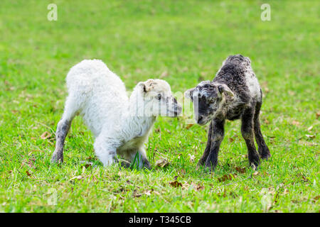 Zwei Neugeborene Lämmer spielen zusammen in grünen Weide im Frühling Saison Stockfoto