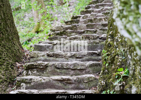 Alte Steintreppen klettern durch einen grünen Wald, eingerahmt von moosigen Bäumen und Waldunterholz in sanftem natürlichem Licht. Stockfoto