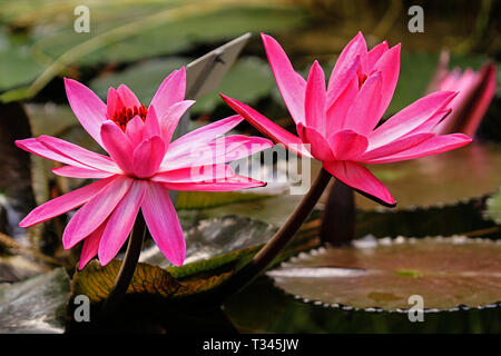 Blüten der Seerosen Stockfoto