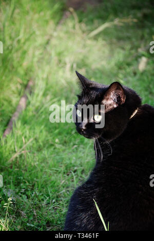 Schwarze Katze im grünen Garten Gras Stockfoto