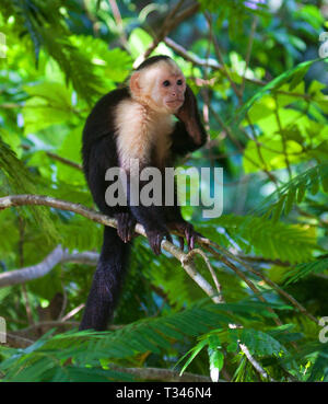 Weiß konfrontiert Kapuziner Affen im Regenwald von Costa Rica Stockfoto