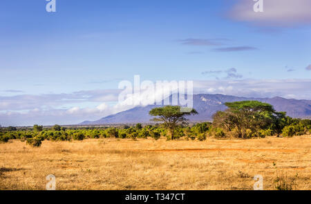 Einzigartige Savannah ebenen Landschaft mit Akazie in Kenia Stockfoto