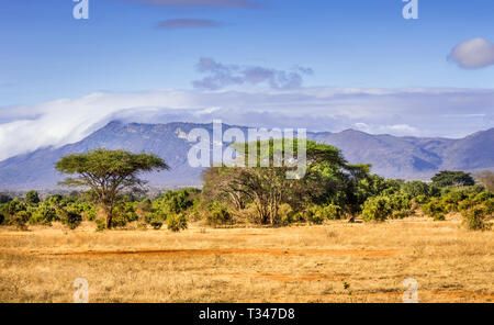 Einzigartige Savannah ebenen Landschaft mit Akazie in Kenia Stockfoto