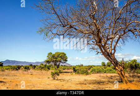 Einzigartige Savannah ebenen Landschaft mit Akazie in Kenia Stockfoto