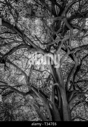 Moody schwarz-weiß Bild von alten Baum auf Savannah Plains in Afrika Stockfoto