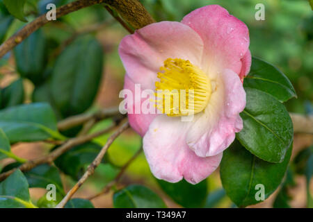 Nahaufnahme einer rosa Camellia Icicle (Camellia japonica) Blüte mit grünen Blättern auf einen Zweig. Blick auf eine blühende Kamelie Eiszapfen. Stockfoto