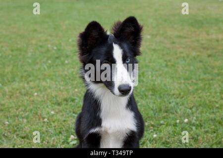 Cute yakutian Laika Welpe mit anderen Augen sitzt auf einer grünen Wiese. Heimtiere. Reinrassigen Hund. Stockfoto