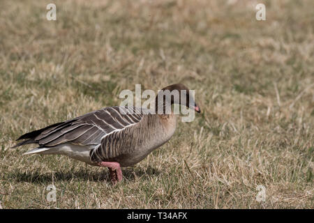 Pink-footed Goose Fütterung Stockfoto