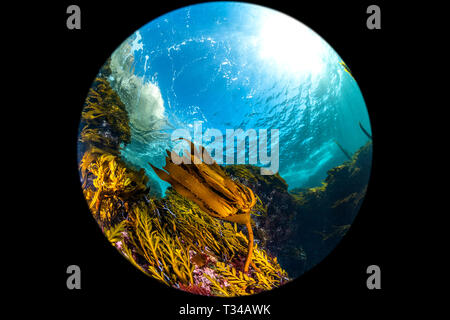 Eine breite Circular Fisheye Perspektive eines klassischen Kalifornien kelp Forest zeigt das Vordach, blaues Wasser und Reef Struktur. Stockfoto