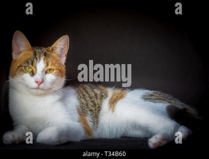 Ein Porträt von einem Haustier Katze gegen ein schwarzes studio Hintergrund das Bild mit einem professionellen klassischen Look geben. Stockfoto