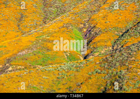 Lebendige Mohn blüht auf einem Hügel in Lake Elsinore Bounce zu der sanften Brise während einer hellen Tag. Stockfoto