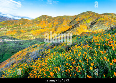 Lebhaften orange Mohn mit lila Blumen blühen auf einem Hügel in Lake Elsinore Bounce zu der sanften Brise während einer hellen Tag gemischt. Stockfoto