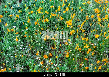 Lebendige Mohn blüht auf einem Hügel in Lake Elsinore Bounce zu der sanften Brise während einer hellen Tag. Stockfoto