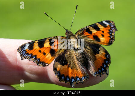 Ein kleiner Fuchs Schmetterling frisch entstanden aus dem Kokon, Stretching ist Flügel trocknen vor dem ersten Flug. Verfügbar ab Version. Stockfoto