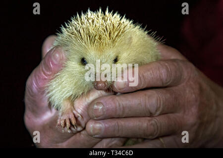 Eine wilde Alderney blonde Igel-freundlich und ohne Angst vor Menschen, sie haben keine natürlichen Feinde auf Alderney. Mit Release. Stockfoto