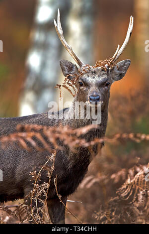 WILDER HIRSCH SIKA HIRSCH MIT GROSSEN GEWEIHEN IN DIE KAMERA SCHAUEN UND UMGEBEN VON BRAUNEN FARNWEDEL UND WALDLANDSCHAFT IM HERBST Stockfoto