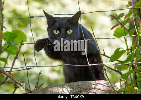 Eine luktige schwarze Katze starrt durch einen Drahtzaun und zeigt ihre leuchtend grünen Augen. Stockfoto