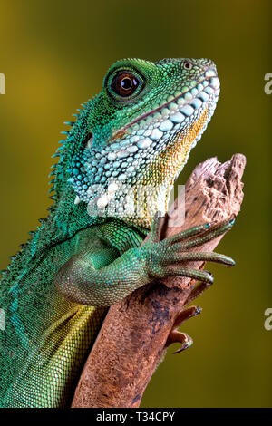 Ein chinesischer Wasserdrache klammert sich an einen Ast auf der Suche nach Beute, seine smaragdgrüne und weiße Hautstruktur zeigt sich im Detail. Stockfoto