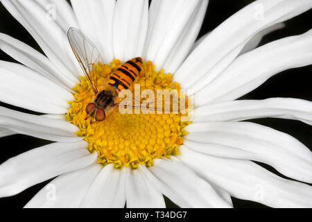 DRAUFSICHT NAHAUFNAHME EINES WASP IMITATING HOVERFLY IN DER MITTE EINES HUNDES DAISY BLUME Stockfoto