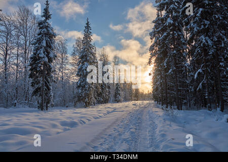 Winter Forest an einem sonnigen Tag Stockfoto