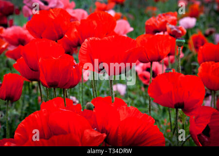 NAHAUFNAHME VON ROTEN MOHNBLUMEN MIT LEBHAFTEN FARBEN UND DURCHSCHEINENDER NATUR DÜNNER BLÜTENBLÄTTER, DIE EINE FARBENFROHE KÜNSTLERISCHE SZENE SCHAFFEN Stockfoto