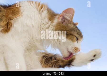 Dreifarbige Katze Zunge heraus haften mit Fuß liegen auf der Fensterbank, Hintergrund blauer Himmel Stockfoto