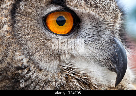 MAKRONAHT DES KOPFES EINES WILDEN EURASISCHEN EAGLE OWL ODER GEHÖRNTEN OWL MIT AUGEN- UND FEDERDETAILS UND BRILLANTEN ORANGEN STECHENDEN AUGEN Stockfoto