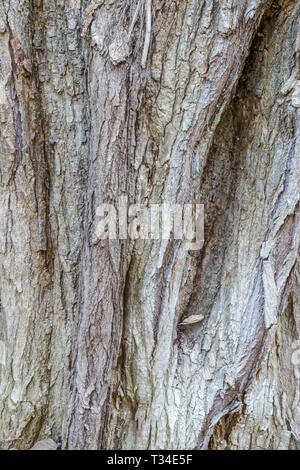 Ehretia latifolia, Baumrinde Textur, Baumstamm Stockfoto