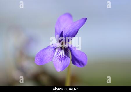 Die Blume von Viola labradorica Stockfoto