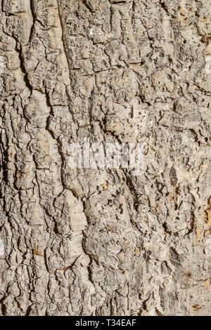 Korkeiche, Quercus suber Baumrinde Textur, Baumstamm Stockfoto