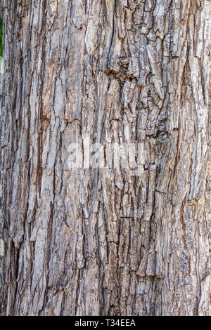 Berg-ulme, Ulmus glabra, Baumrinde Textur, Baumstamm Stockfoto