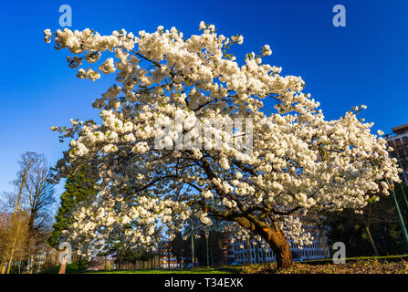 Einzelne weiße Cherry Plum tree im Frühjahr blühenden Stockfoto