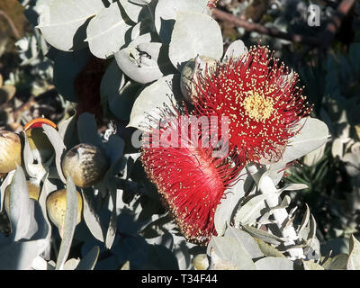 Zwei Eucalyptus macrocarpa Blüten Nahaufnahme in West Aust Stockfoto