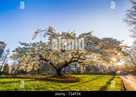 Einzelne weiße Cherry Plum tree im Frühjahr blühenden Stockfoto