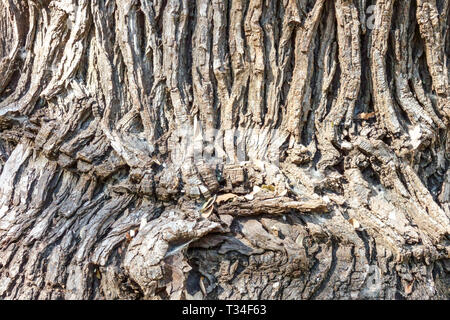 Bur-Eichenrinde, Quercus macrocarpa, Baumrindenstruktur, Baumstamm Hintergrund Stockfoto