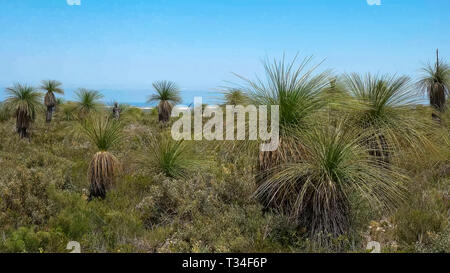 Xanthorrhoeam, die gemeinhin als Gras Bäume bekannt, wächst an der australischen Küste Stockfoto