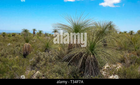 Nahaufnahme der xanthorrhoeam, die gemeinhin als Gras Bäume bekannt, wächst an der australischen Küste Stockfoto