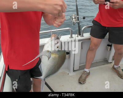 Angler Holding eines frisch gefangenen Grau morwong Stockfoto