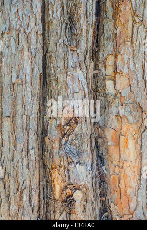 Osage Orange, Maclura pomifera, Baumrinde Textur, Baumstamm Stockfoto