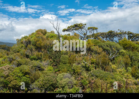 Alte abgestorbene Bäume und undurchdringlichen grünen Dschungel der Ship Creek an der West Coast, Neuseeland Stockfoto