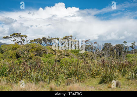 Alten toten Bäumen, grünen Dschungel und gewitterwolke in der Nähe von Ship Creek, Neuseeland Stockfoto