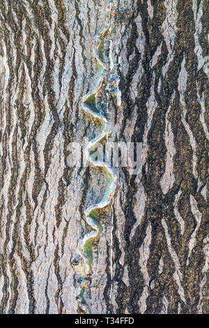 Kandelaber Baum, Euphorbia Candelabrum, Baumrinde Textur, Baumstamm Stockfoto