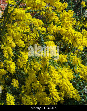 Der Backofen wattle Acacia pravissima wächst im Frühjahr Grenze Stockfoto