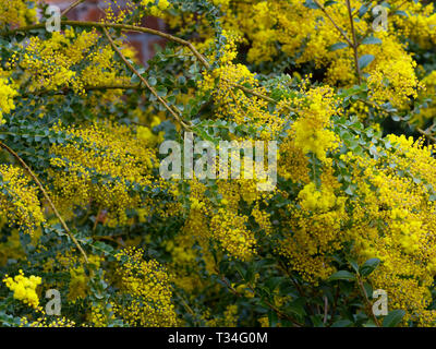 Der Backofen wattle Acacia pravissima wächst im Frühjahr Grenze Stockfoto