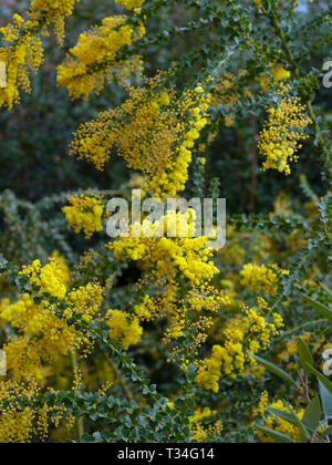 Der Backofen wattle Acacia pravissima wächst im Frühjahr Grenze Stockfoto